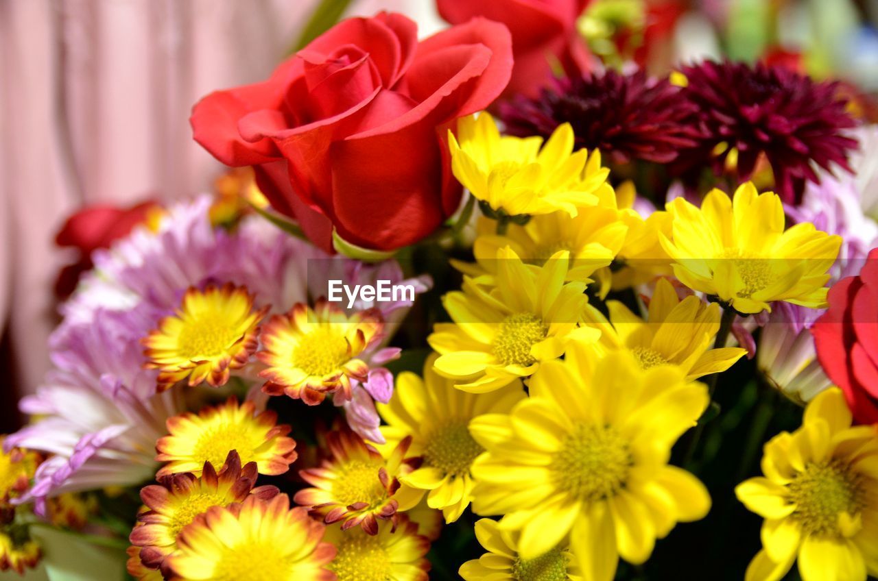 CLOSE-UP OF YELLOW FLOWER BLOOMING OUTDOORS