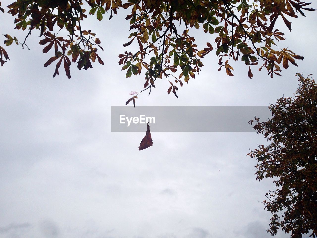 LOW ANGLE VIEW OF BIRD FLYING OVER TREE AGAINST SKY