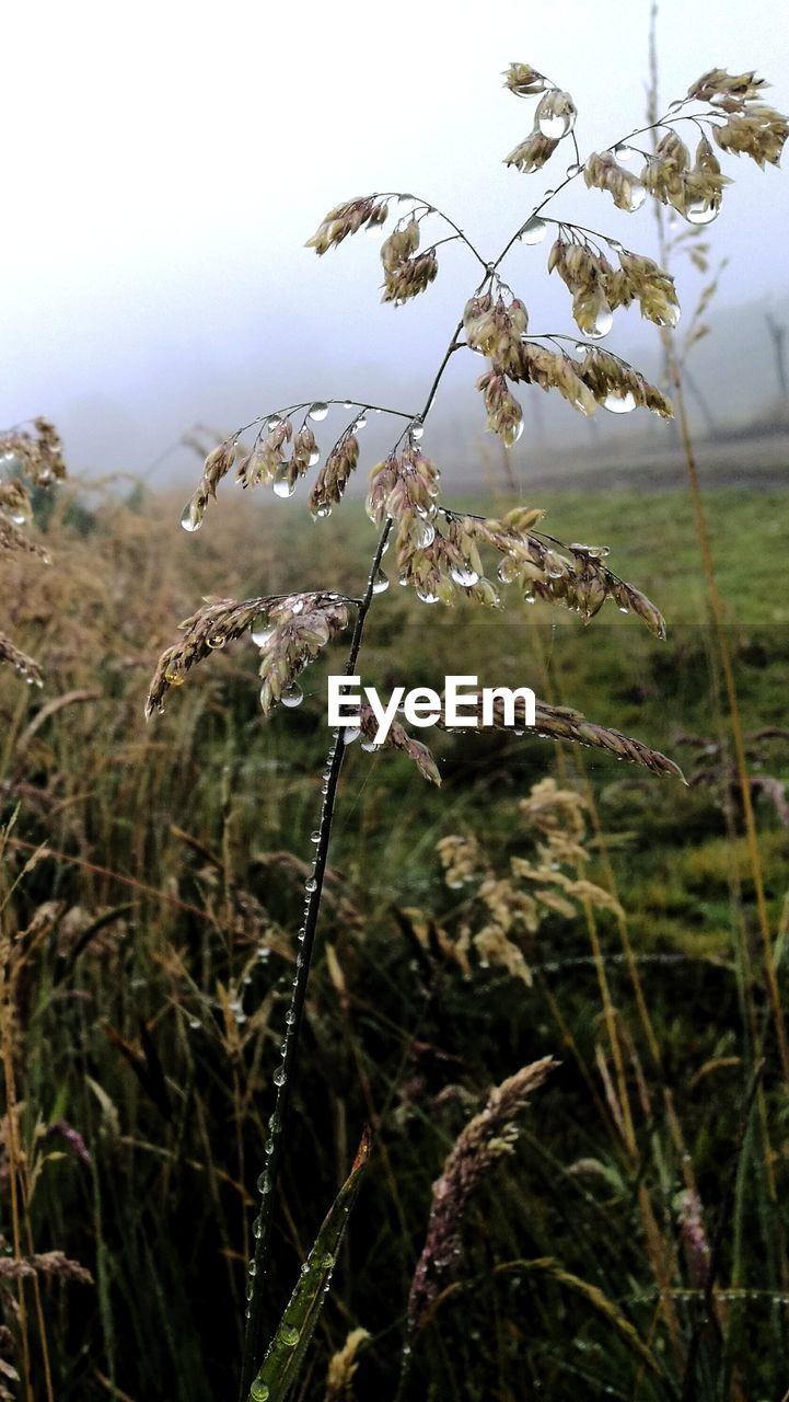 CLOSE-UP OF FRESH GREEN PLANTS ON FIELD AGAINST SKY