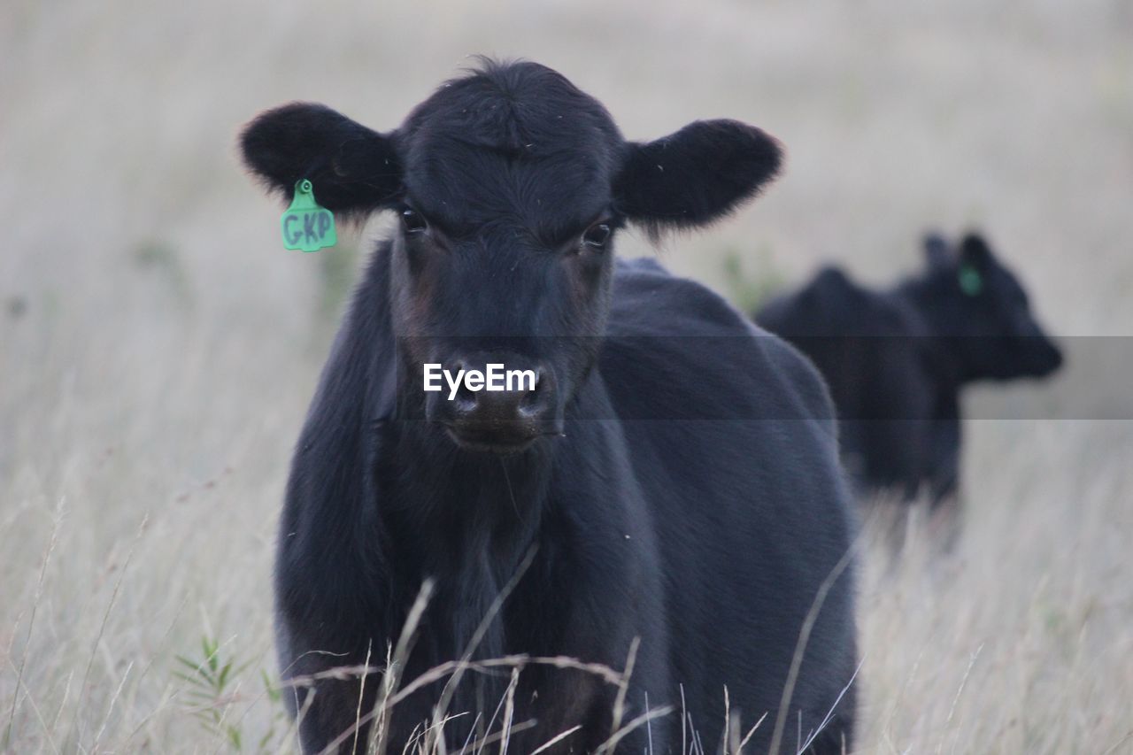 PORTRAIT OF COW IN FIELD