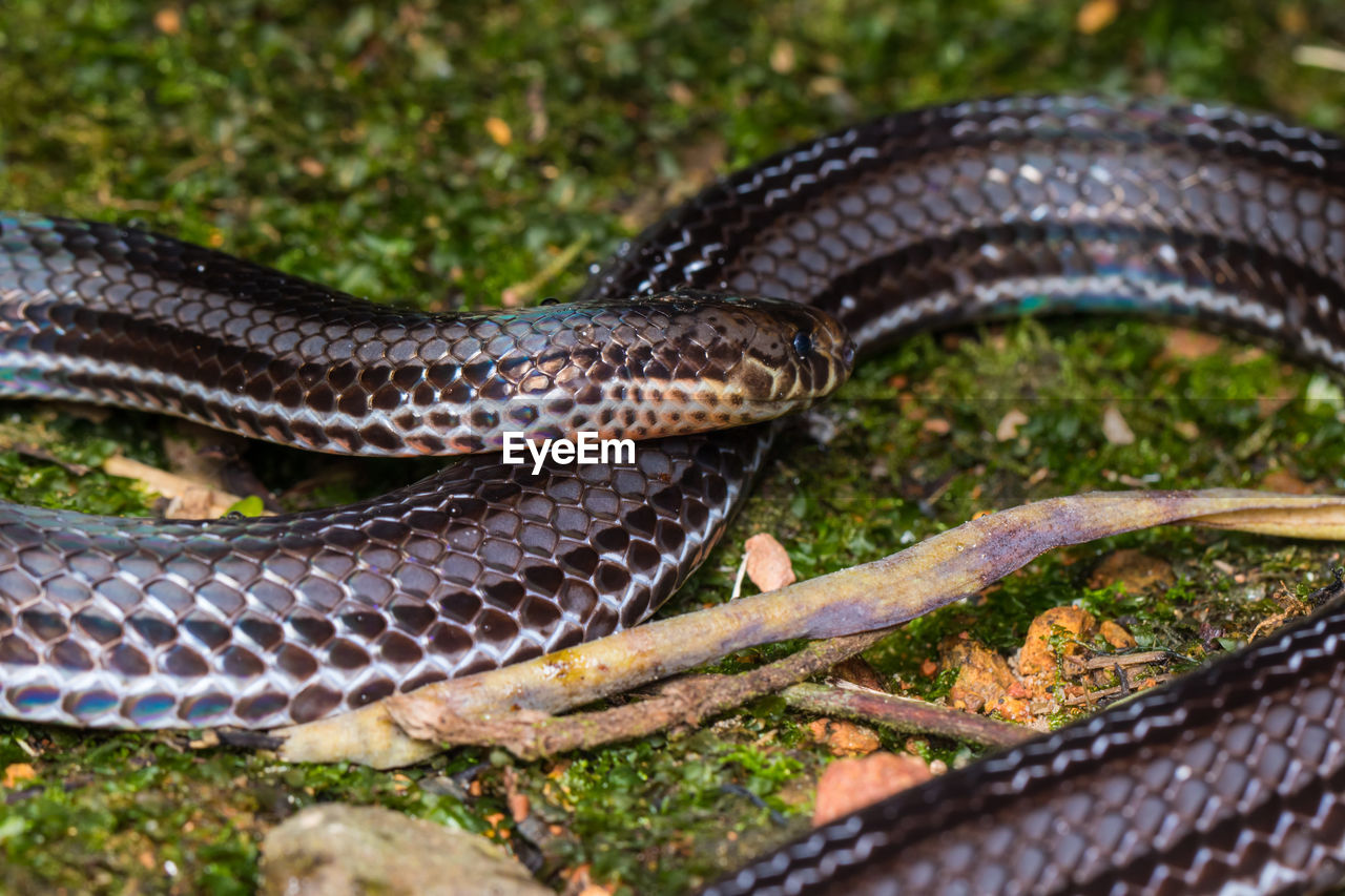 CLOSE-UP OF LIZARD ON A ANIMAL