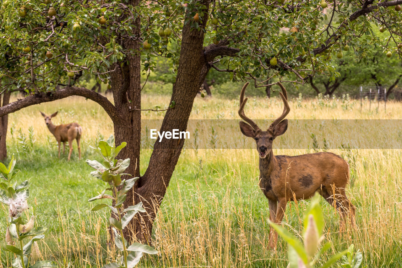 DEER BY TREE