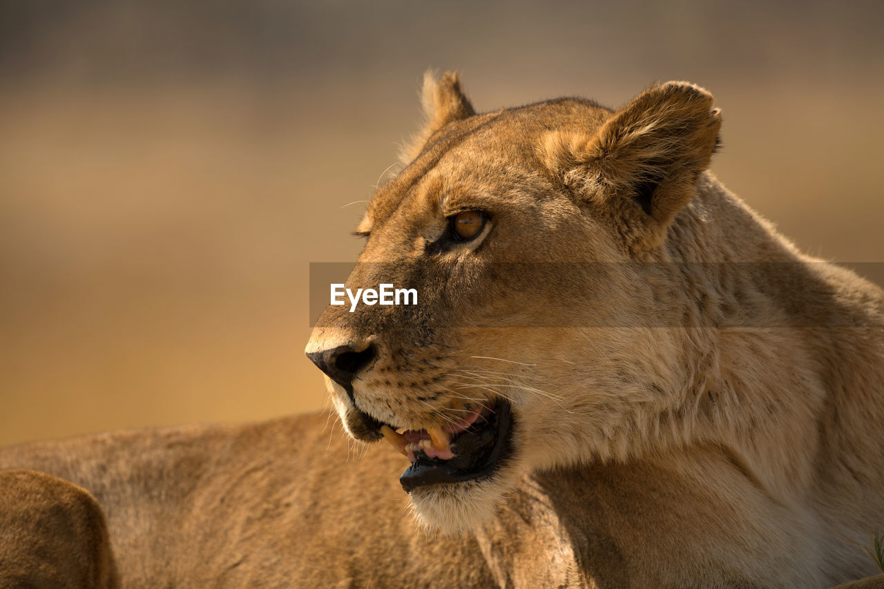 Close-up of lioness looking away