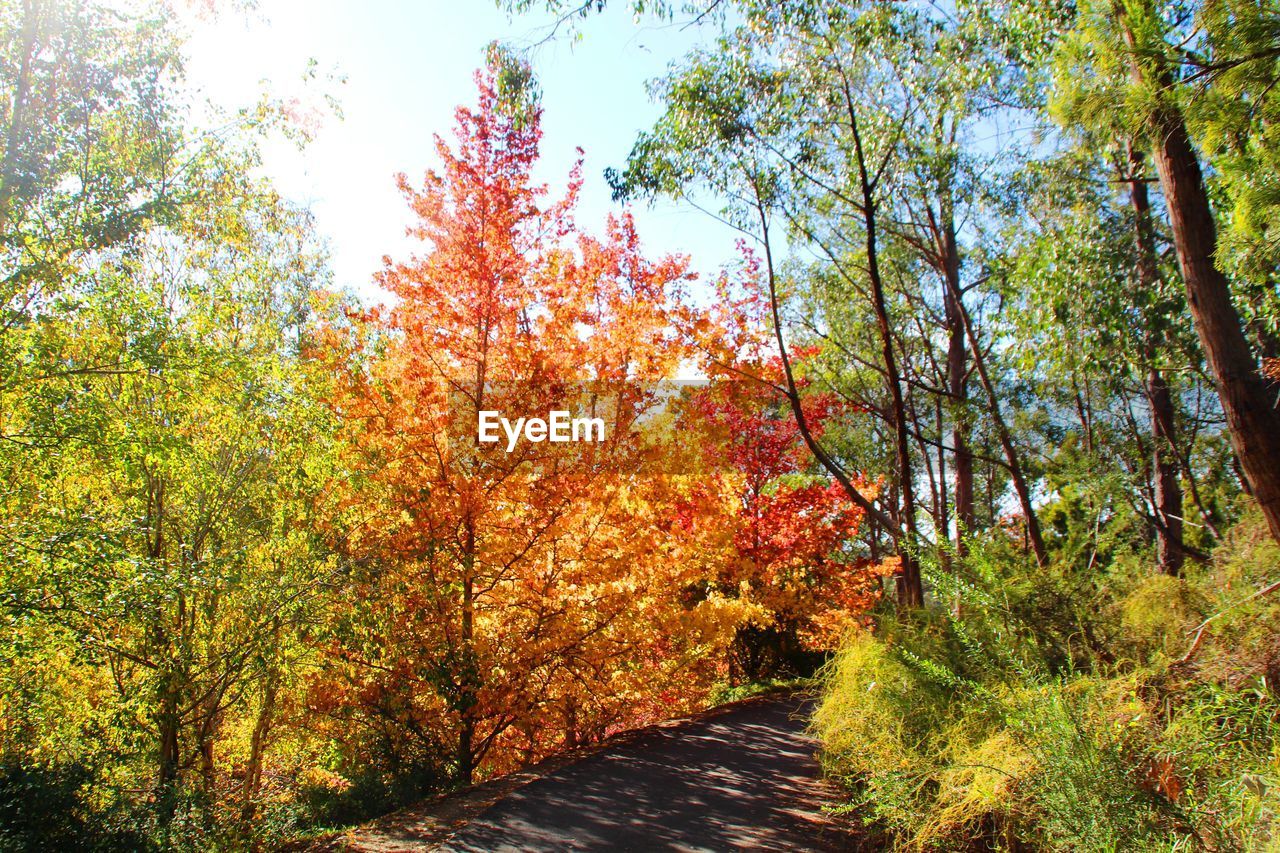 Trees in forest during autumn