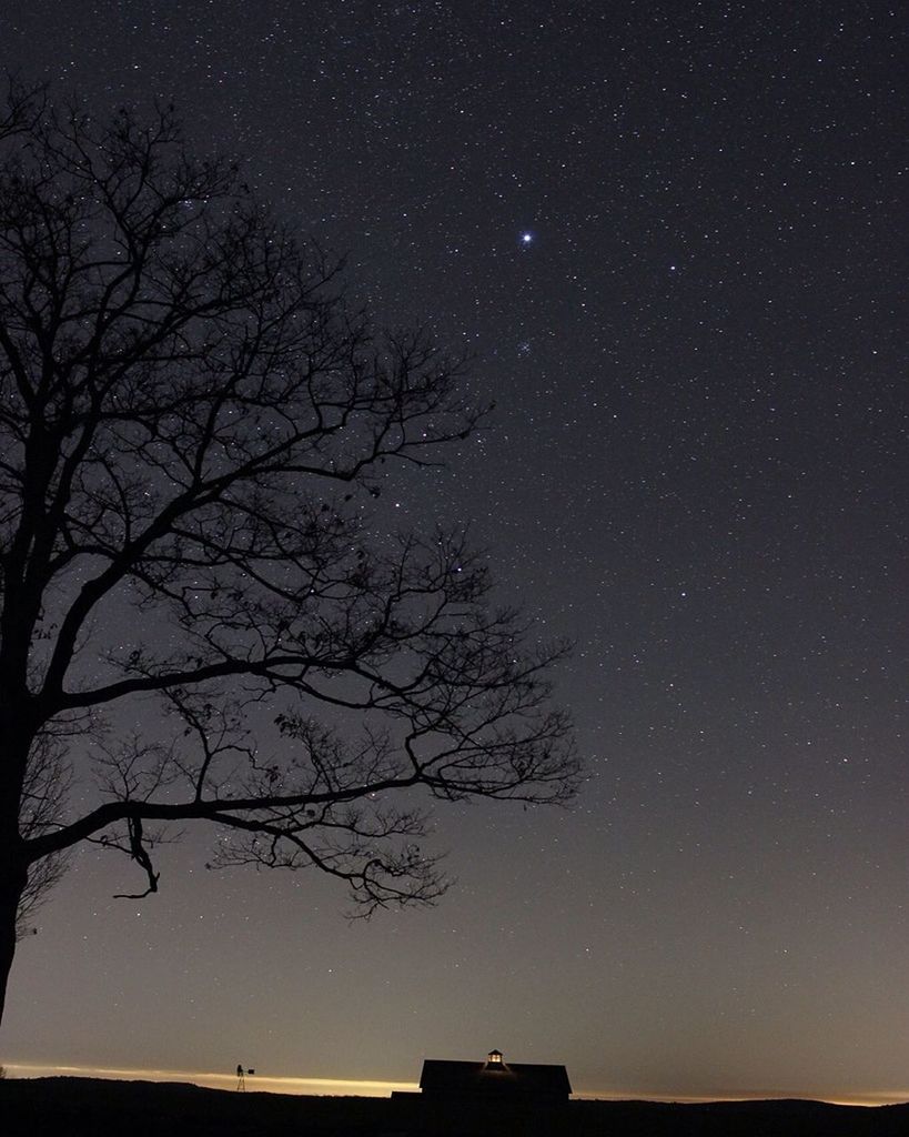 LOW ANGLE VIEW OF BARE TREES AT NIGHT