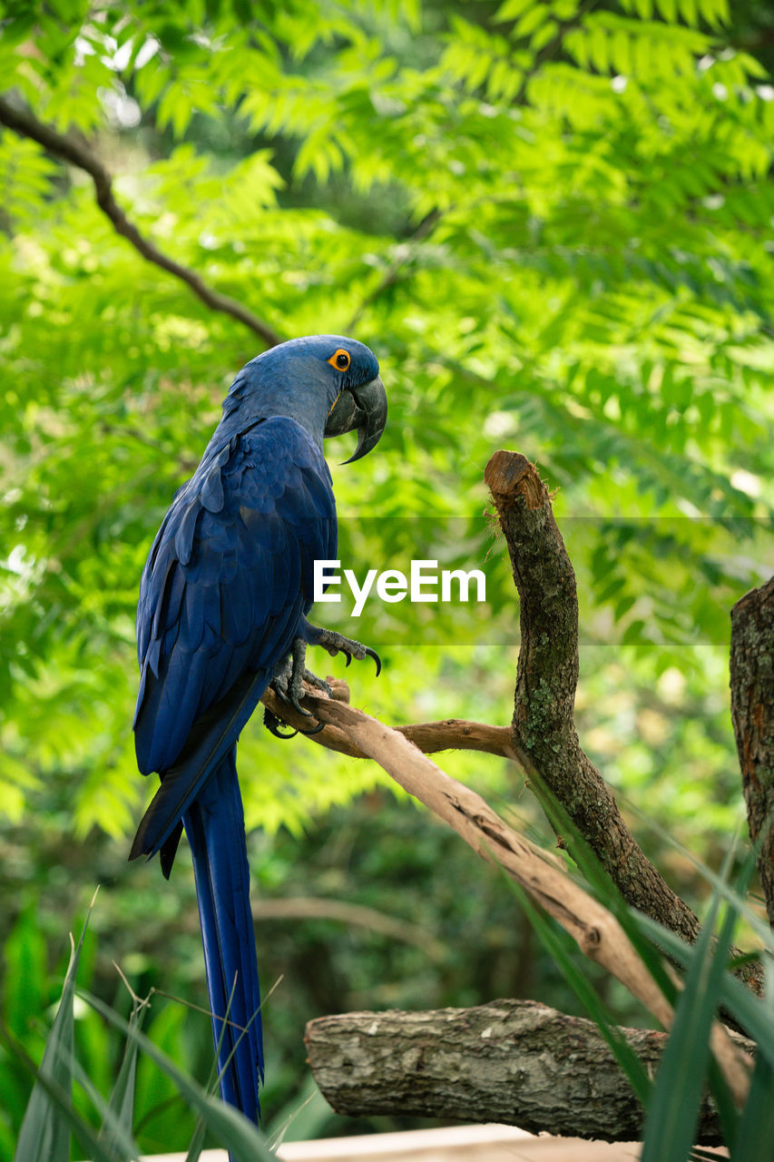 Hyacinth macaw perching on branch