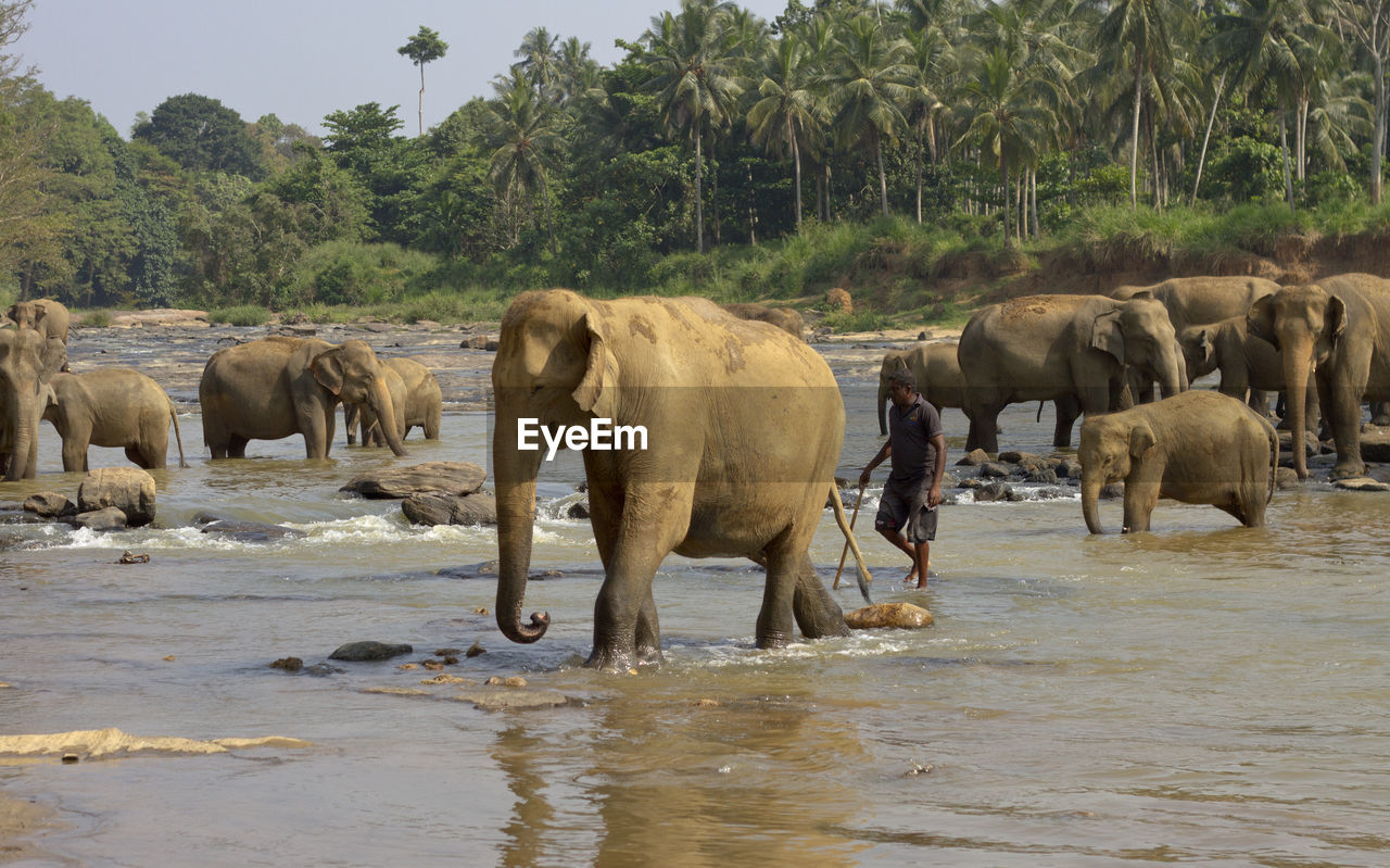 VIEW OF ELEPHANT DRINKING WATER FROM A LAKE