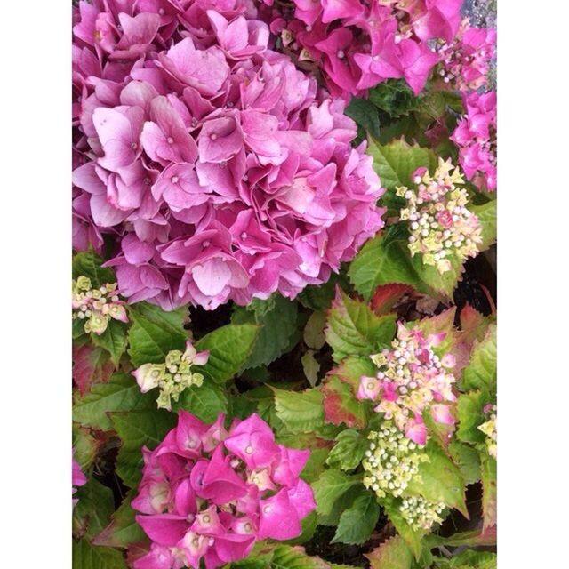 CLOSE-UP OF PINK FLOWERS BLOOMING