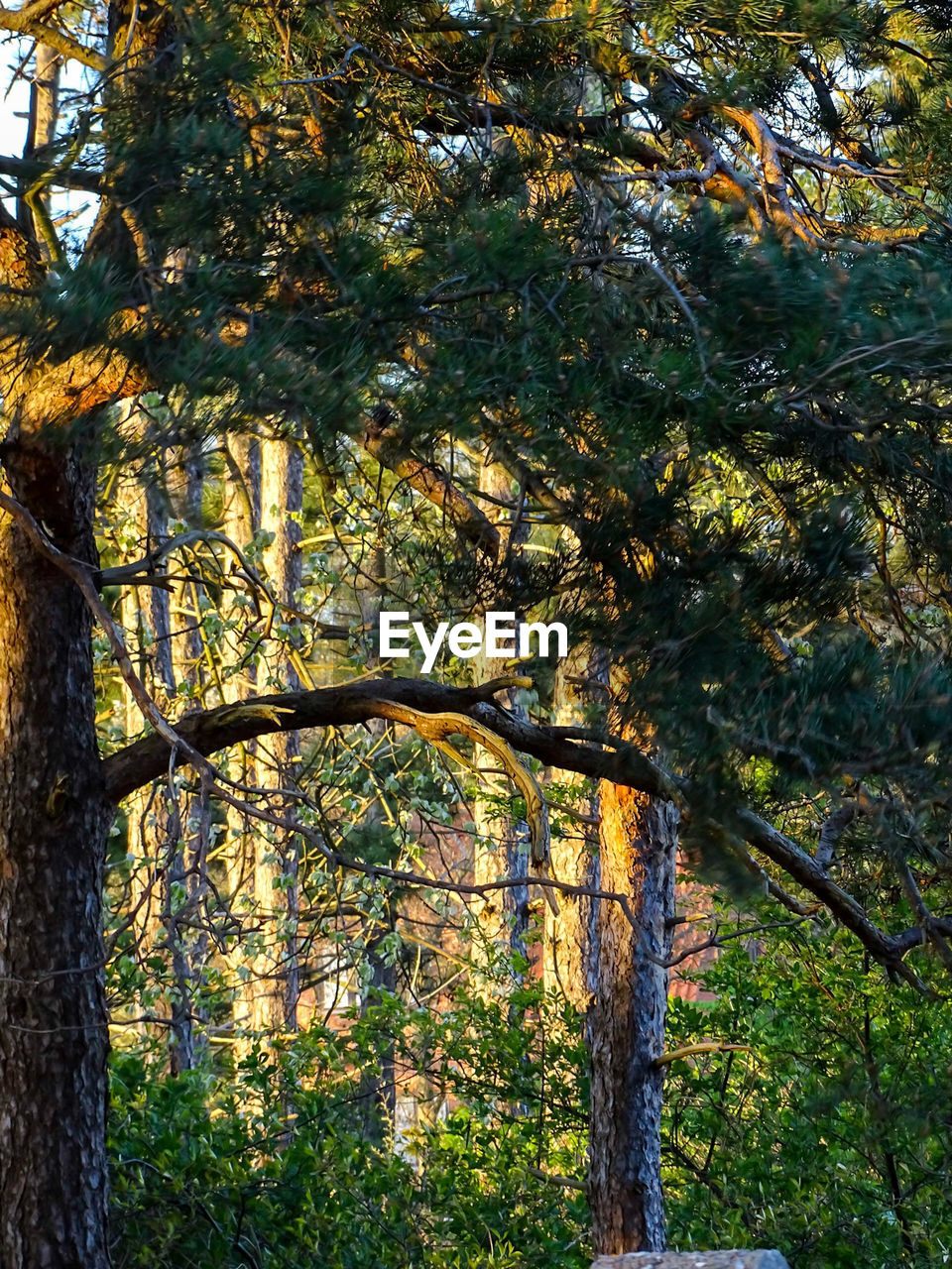 TREES AND PLANTS IN FOREST