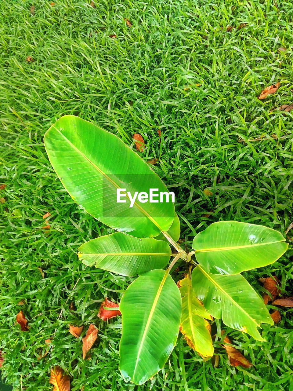 HIGH ANGLE VIEW OF LEAVES ON LAND