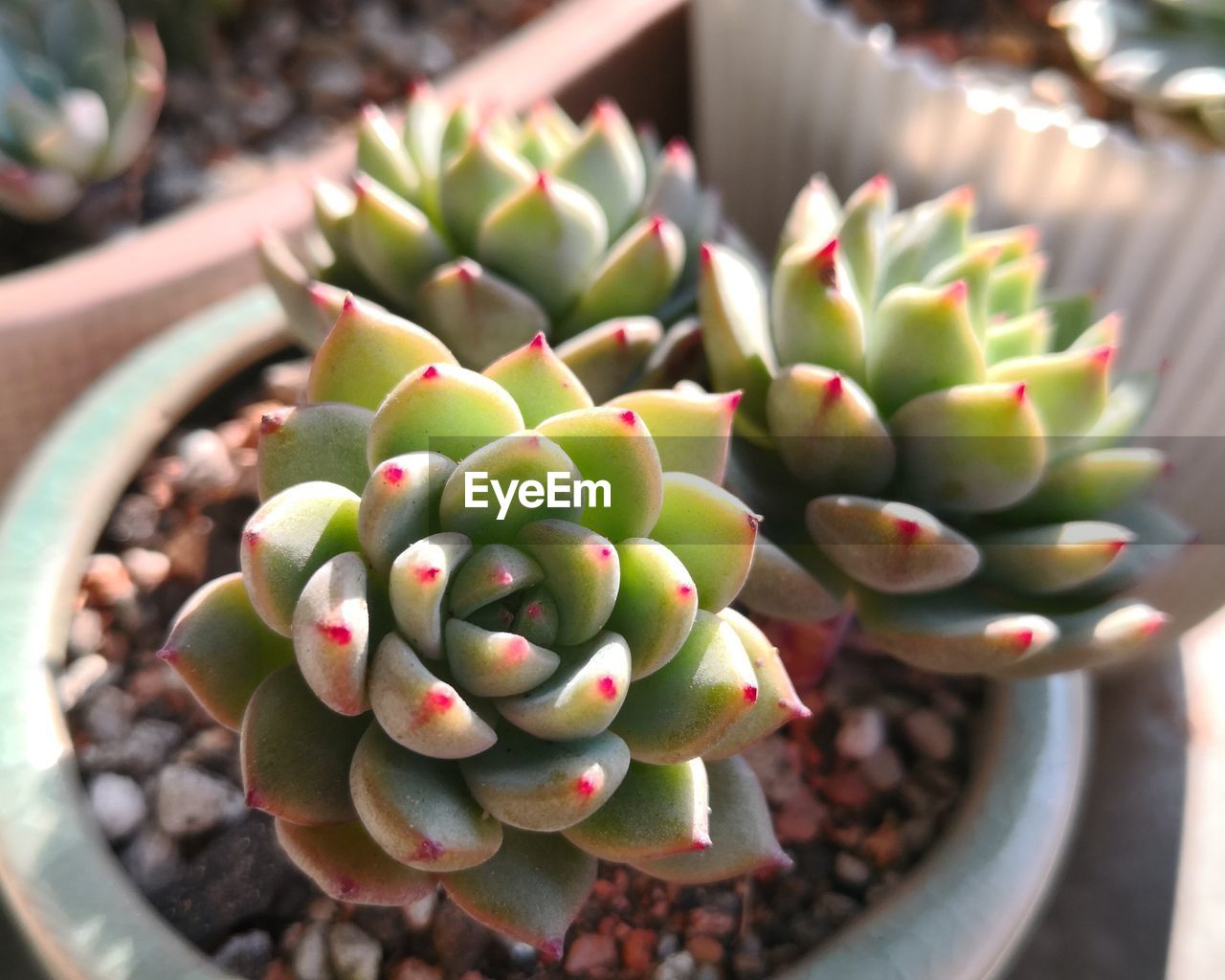 HIGH ANGLE VIEW OF FRESH CACTUS