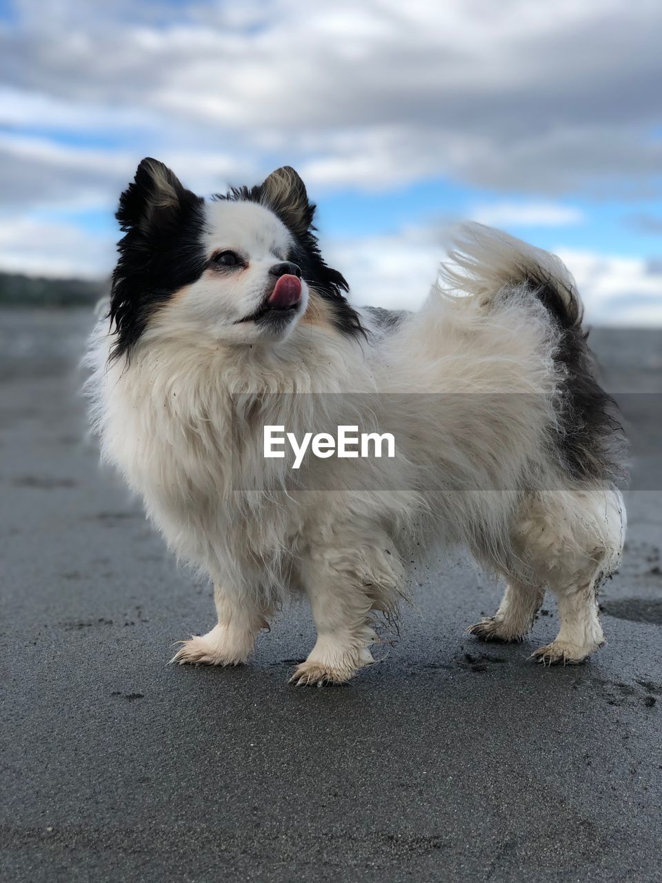 DOG STANDING ON ROAD