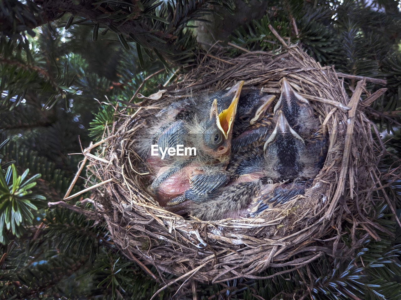 A full nest of baby birds are hungry and waiting for mom to bring food