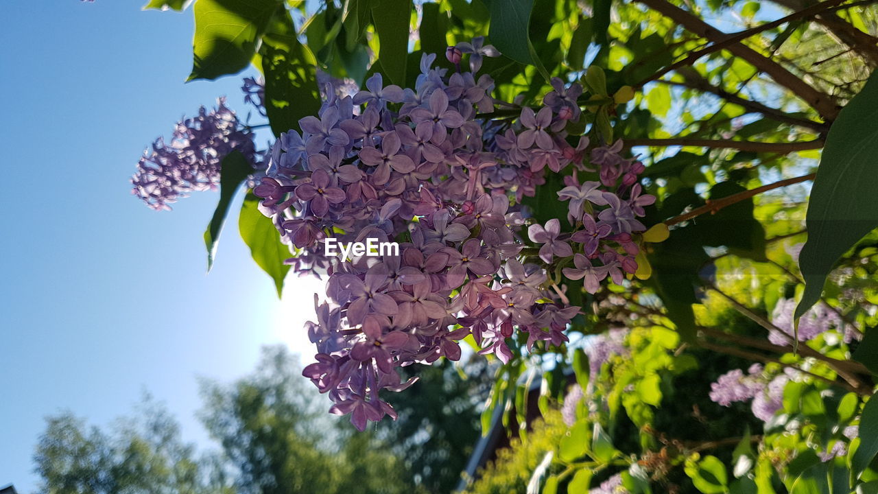 CLOSE-UP OF PURPLE FLOWERING PLANT