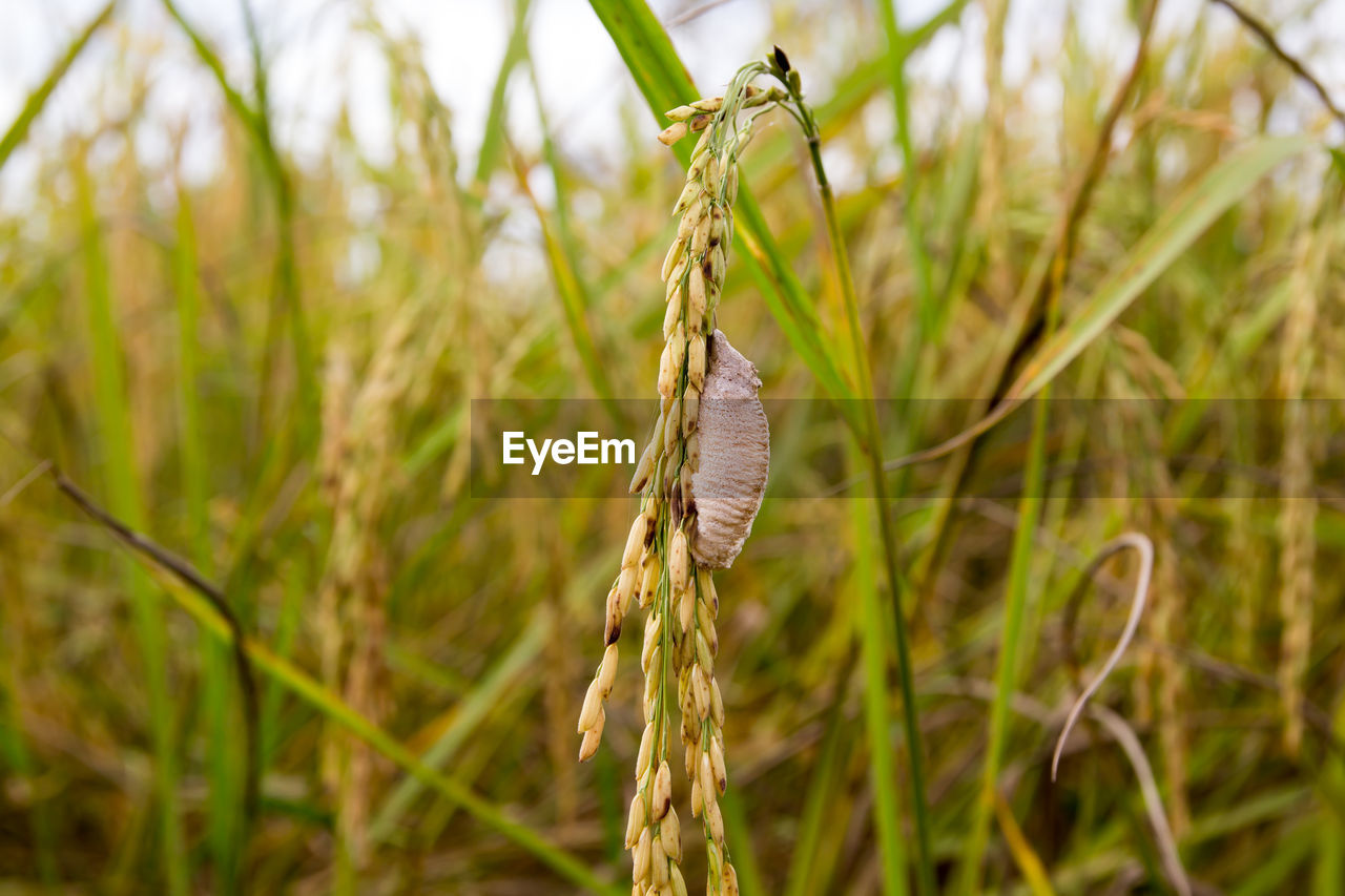 Close-up of cocoon on wheat crop