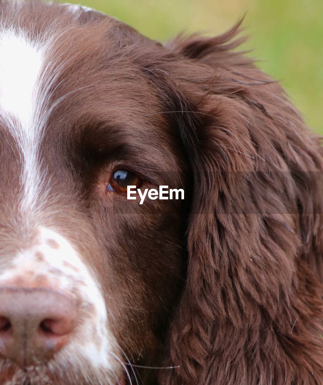 Close-up portrait of dog