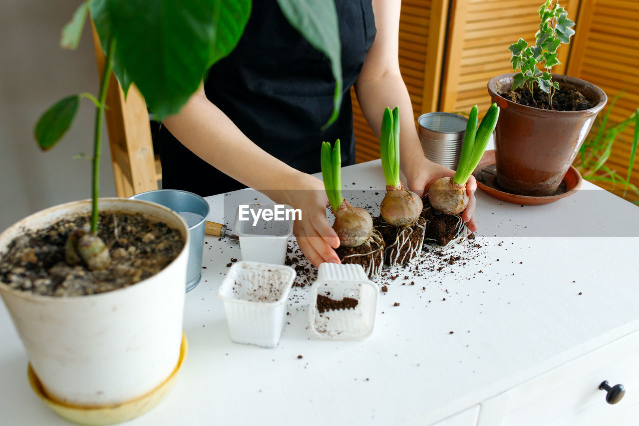 Florist transplants hyacinths from a shipping container into a pot