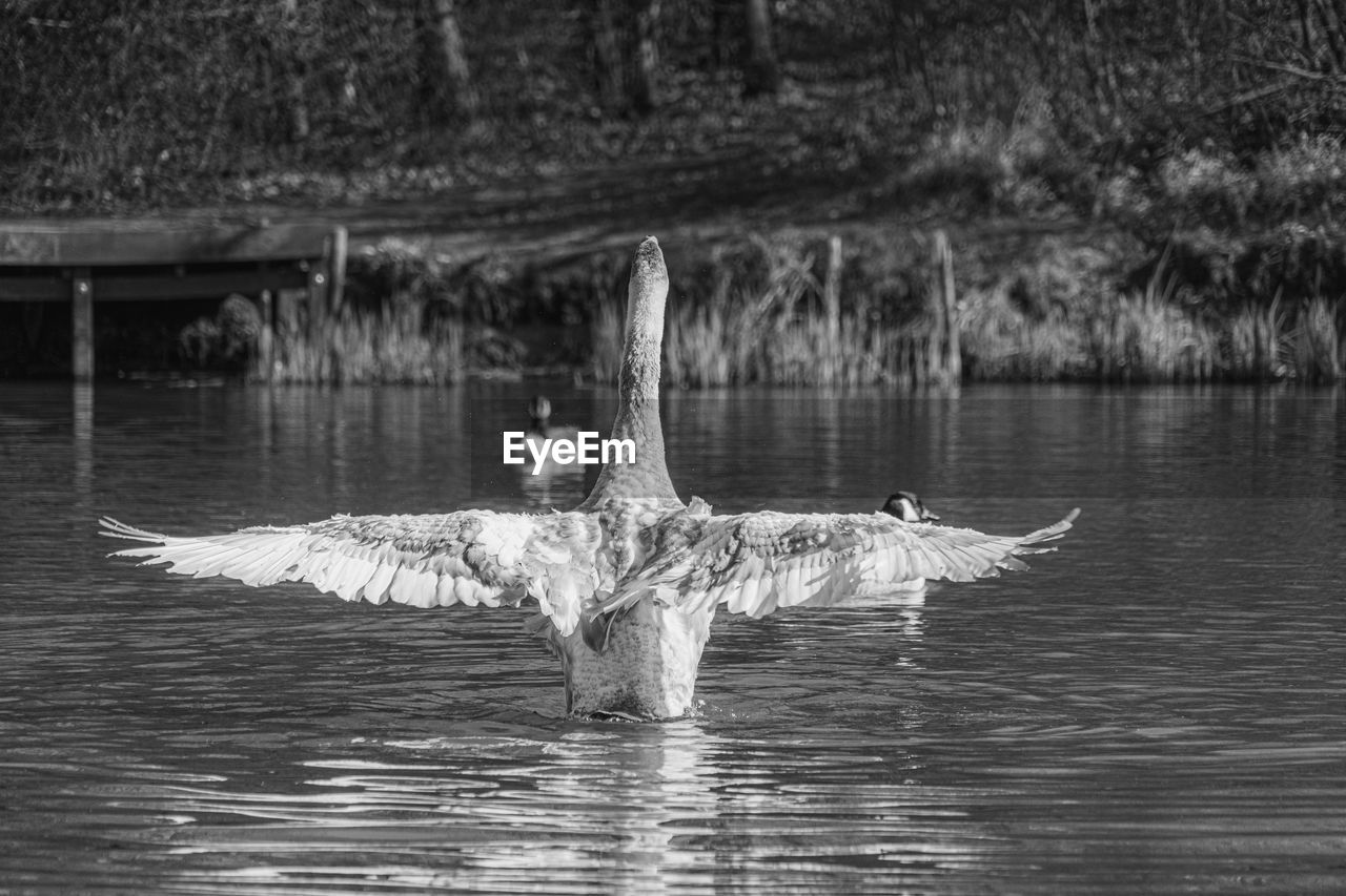 Young mute swan cygnet with grey and white feathers washing in lake pond with wings fully extended 