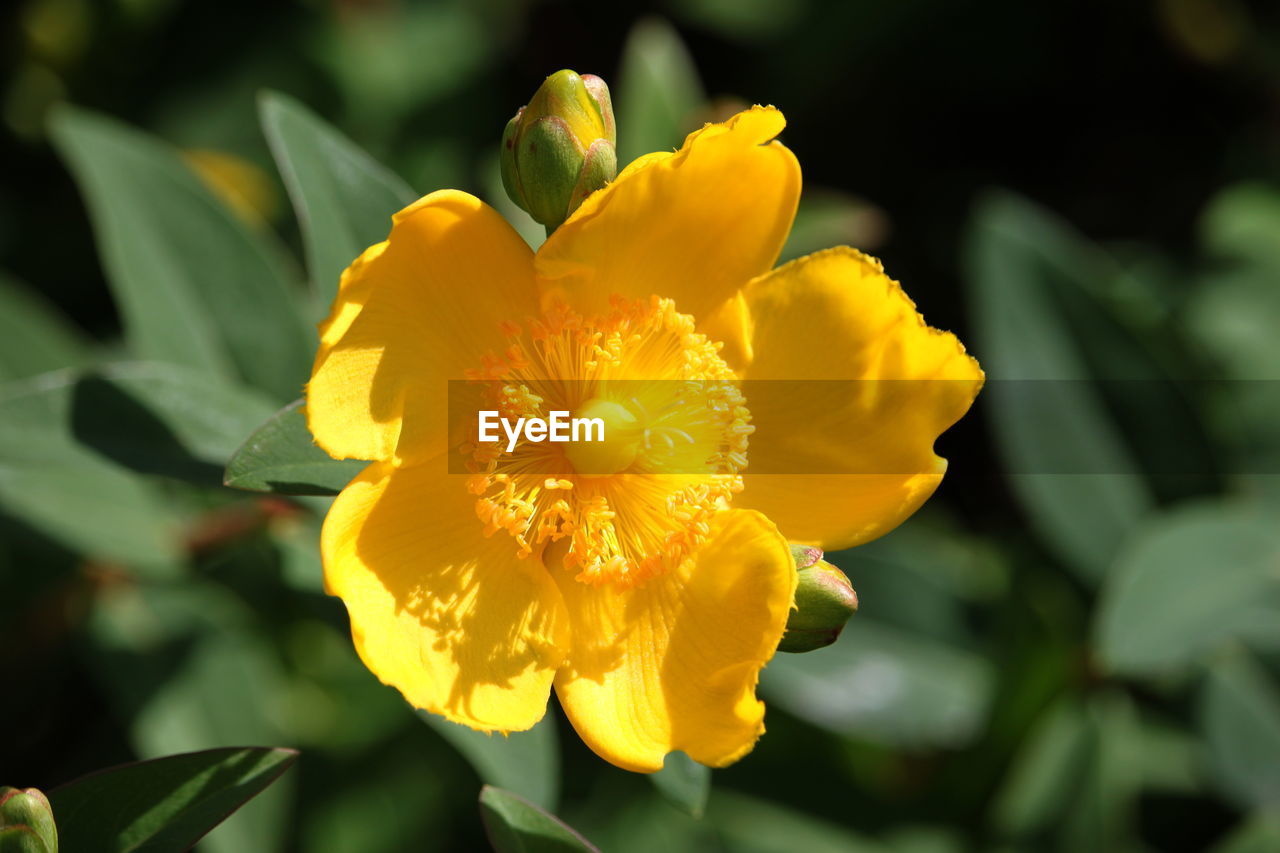 CLOSE-UP OF YELLOW FLOWER BLOOMING