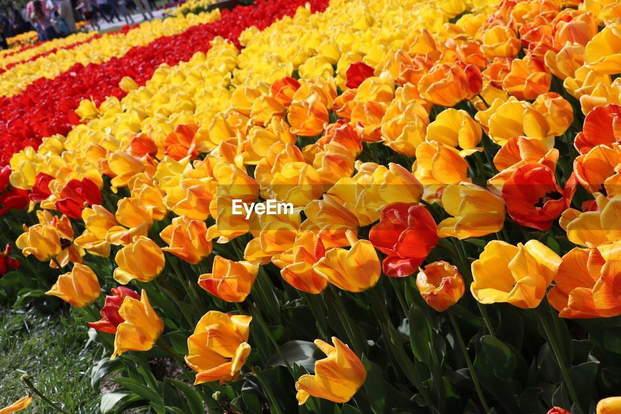 HIGH ANGLE VIEW OF YELLOW TULIP FLOWERS