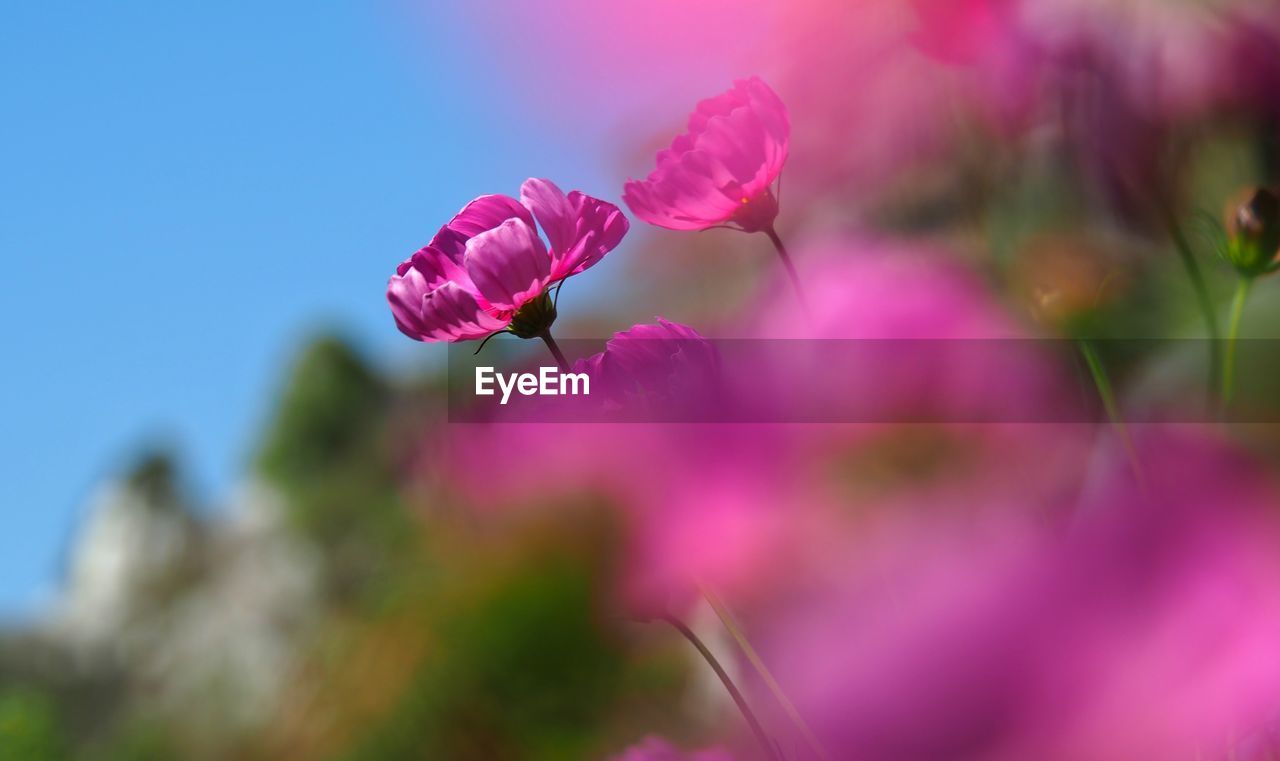 CLOSE-UP OF PINK FLOWERING PLANTS