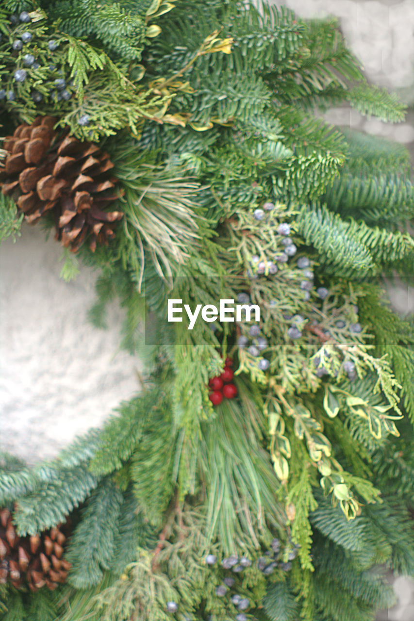 CLOSE-UP OF PLANTS GROWING ON TREE