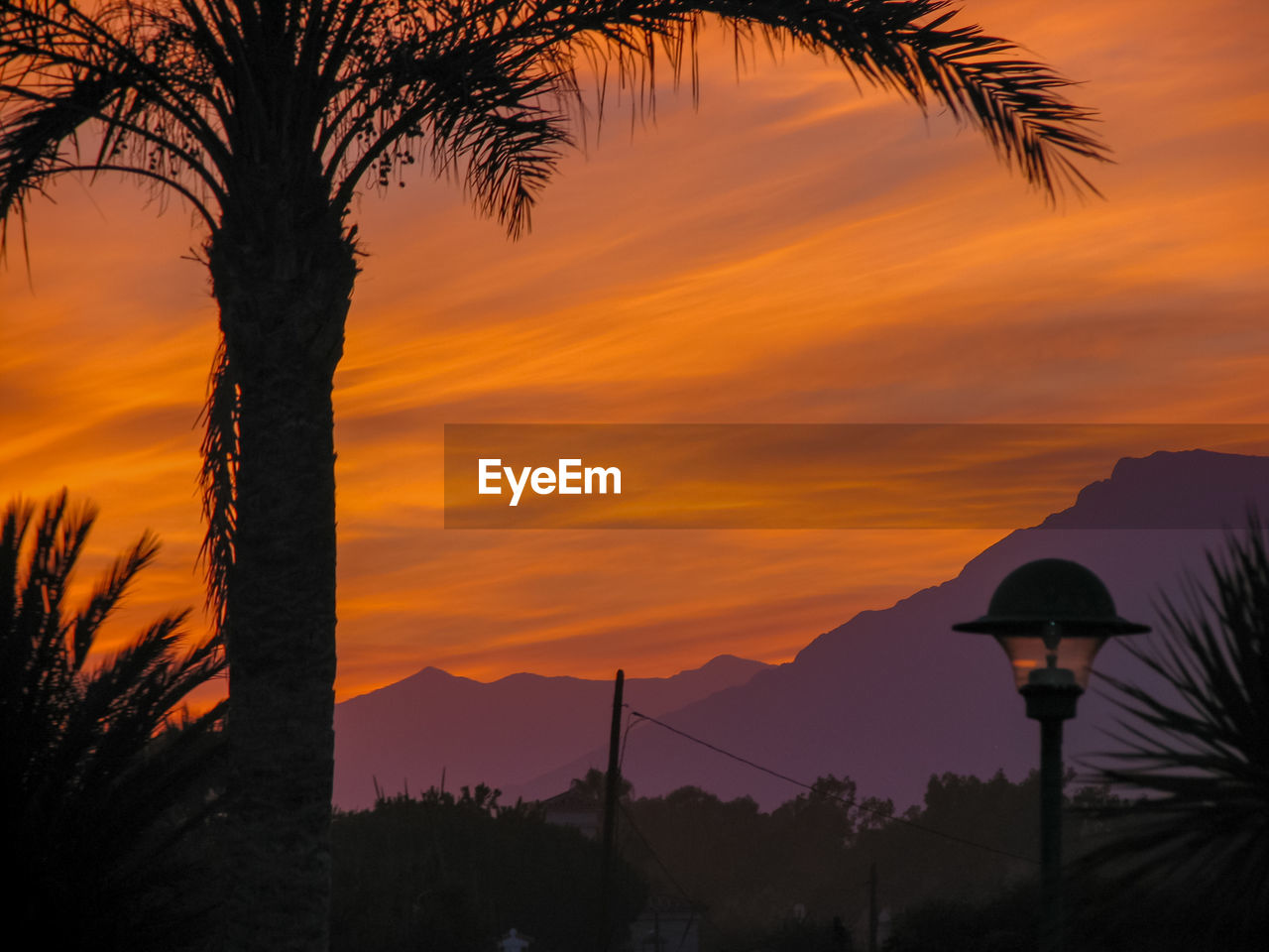 Silhouette trees against orange sky