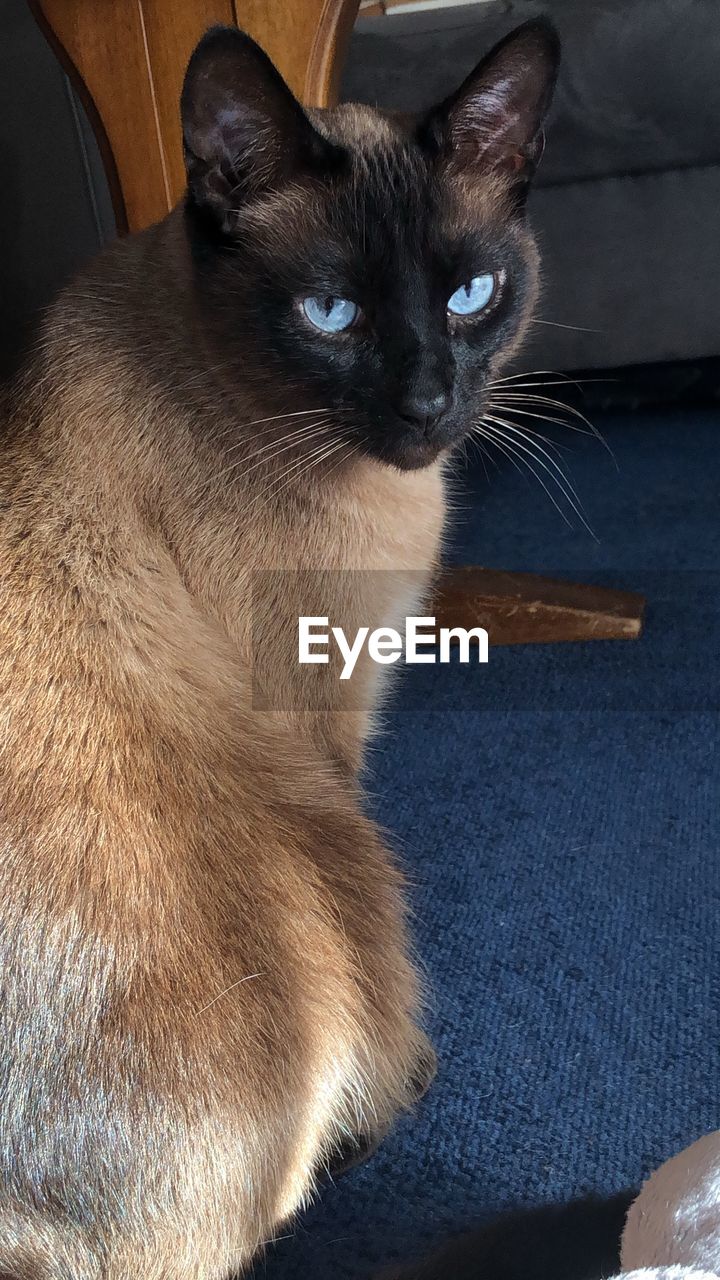 CLOSE-UP PORTRAIT OF A CAT SITTING