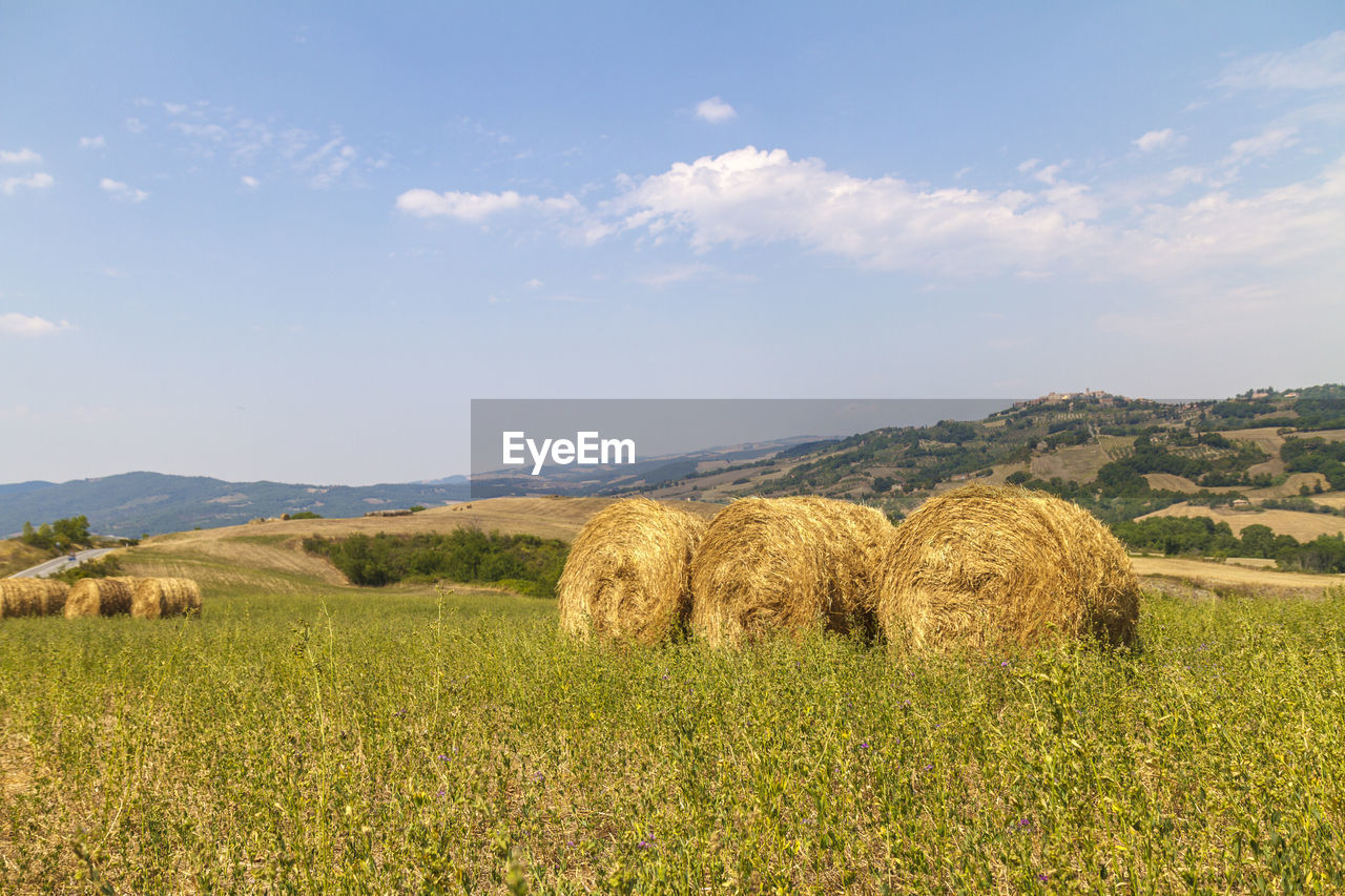 HAY BALES IN FIELD