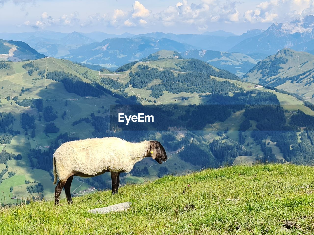 VIEW OF A HORSE ON FIELD AGAINST MOUNTAIN