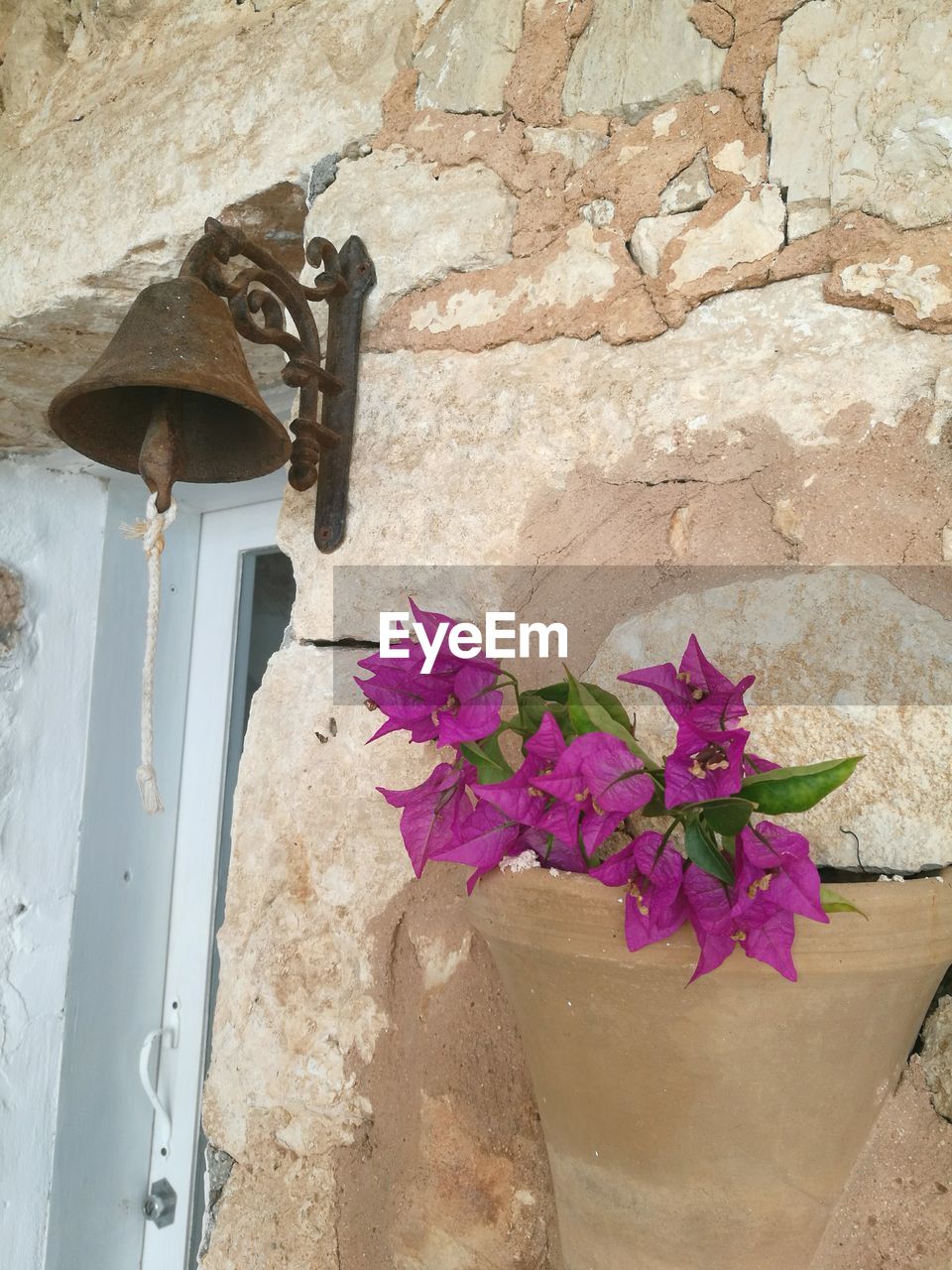 LOW ANGLE VIEW OF PINK FLOWERS ON WALL