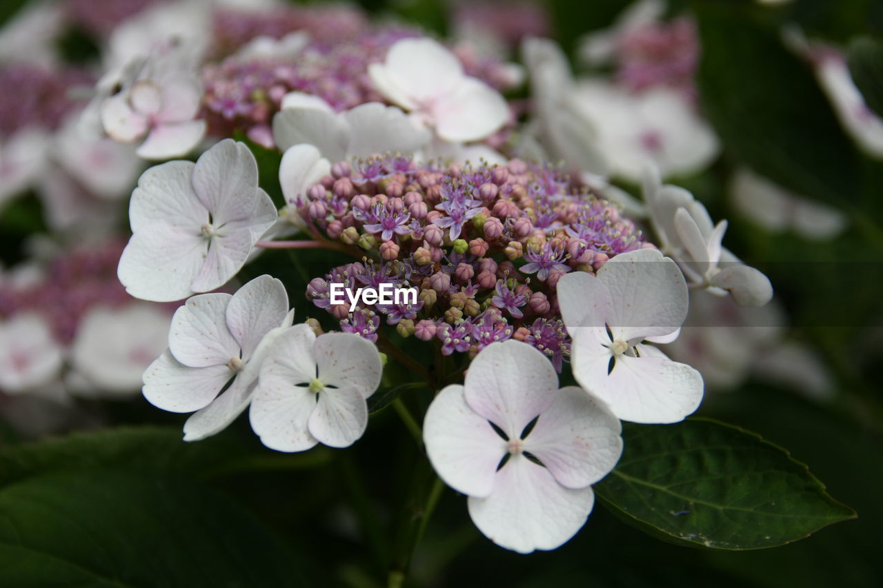 Close-up of purple hydrangea flowers