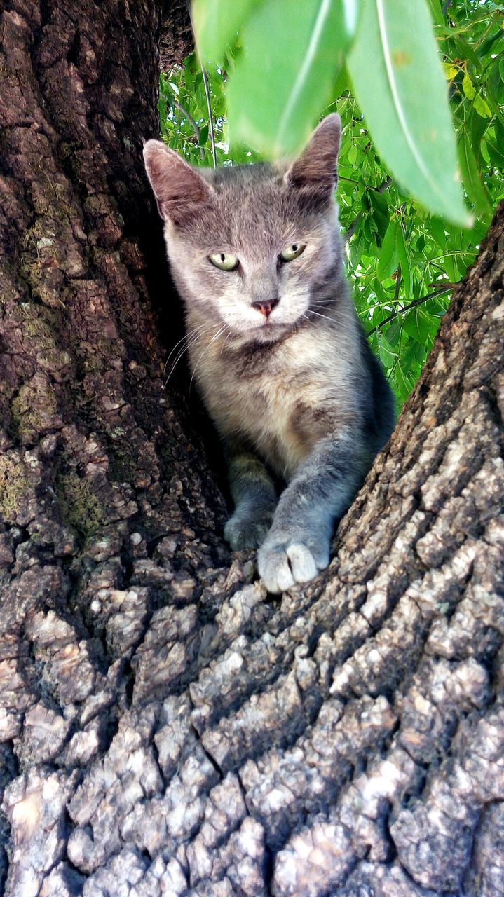 CLOSE-UP OF CAT ON GROUND