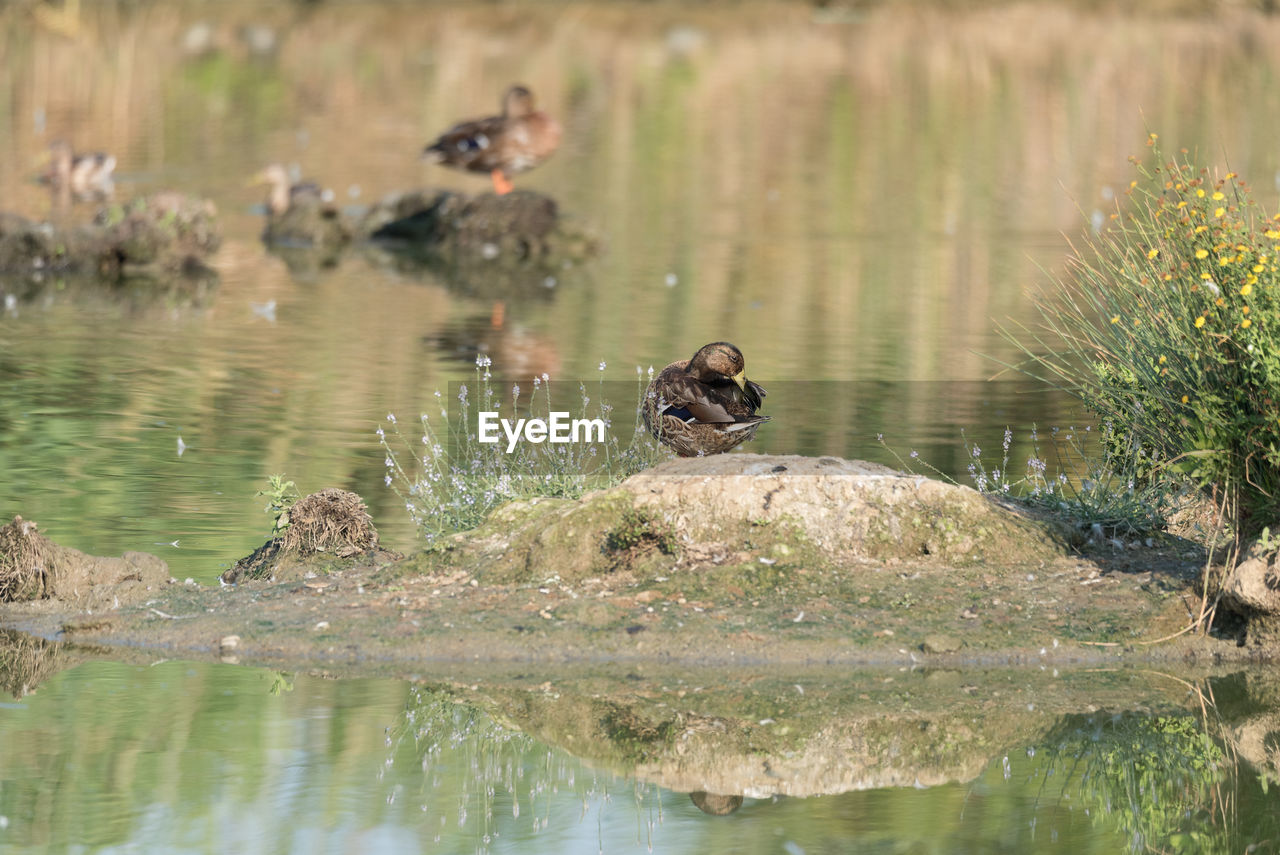 Ducks swimming in lake