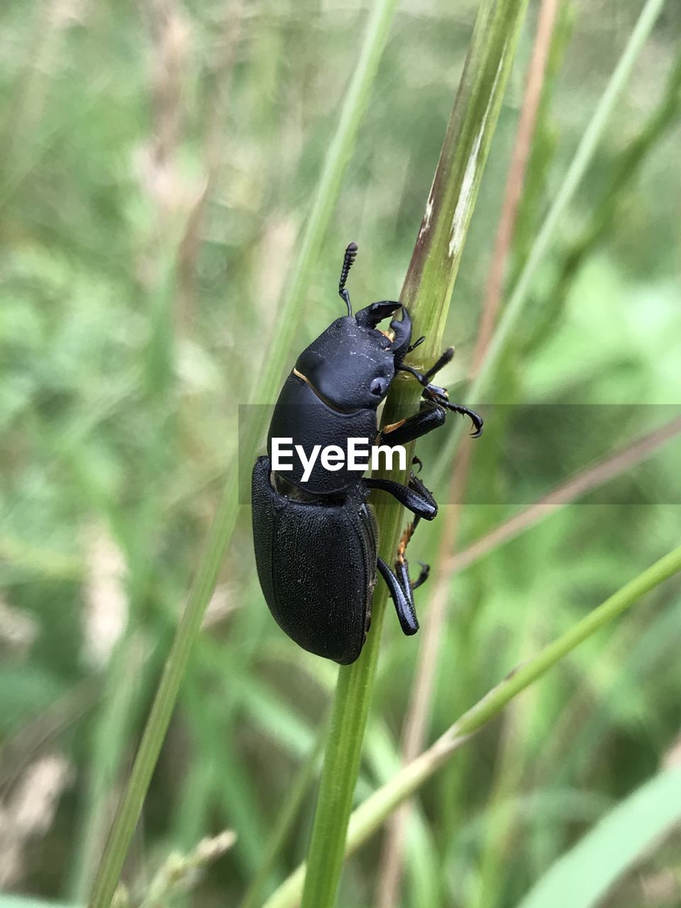 CLOSE-UP OF INSECT ON LEAF AGAINST GRASS