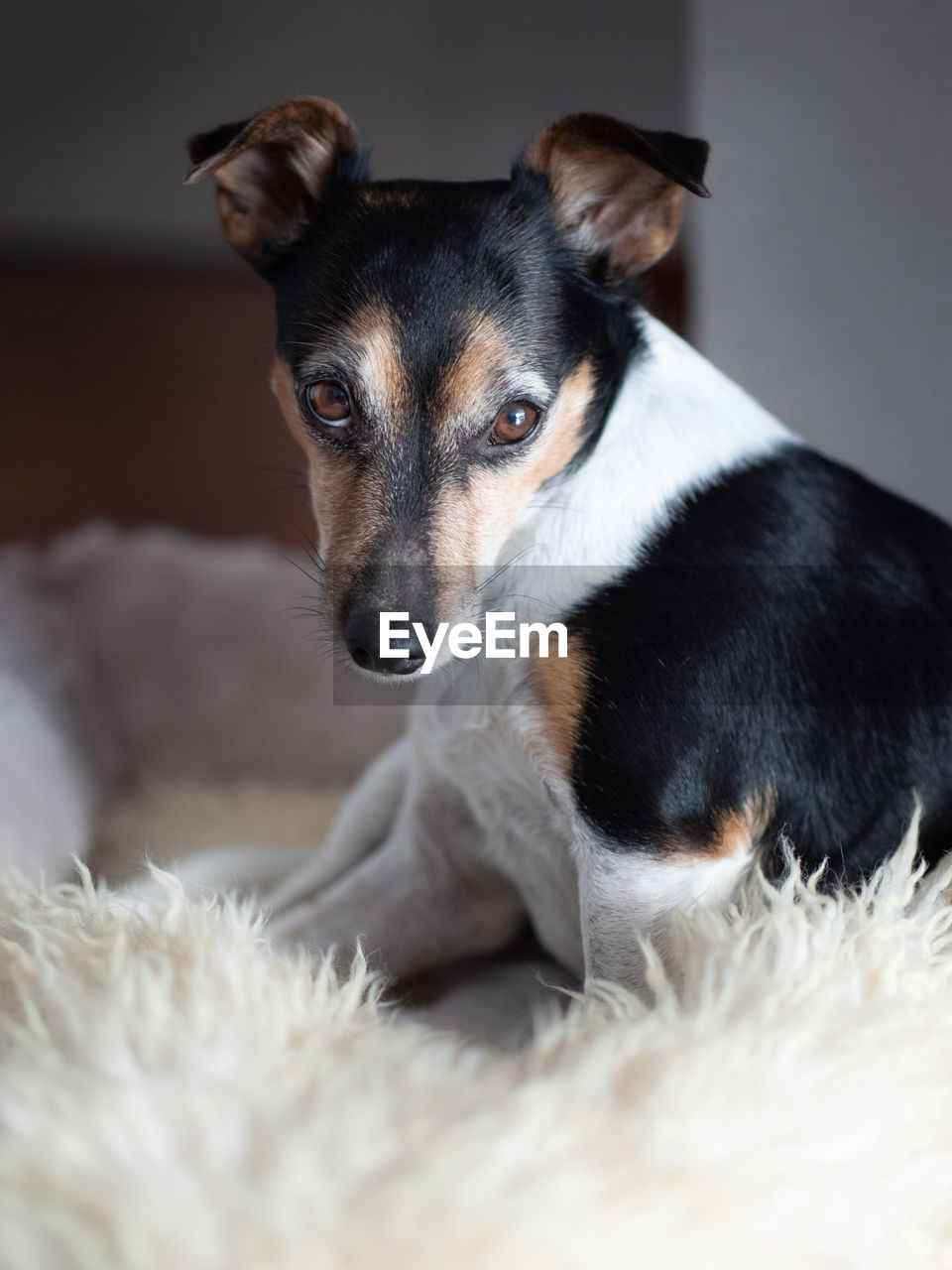 CLOSE-UP PORTRAIT OF A DOG