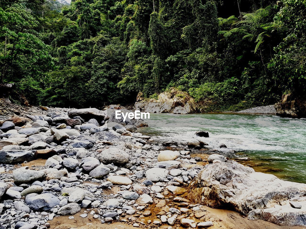 STREAM IN FOREST