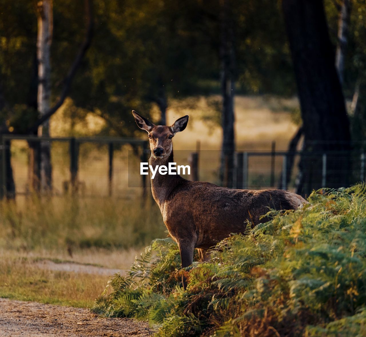 Deer standing on a field