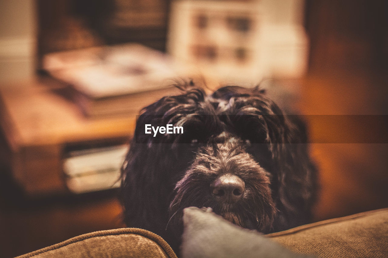 Close-up of hairy dog at home