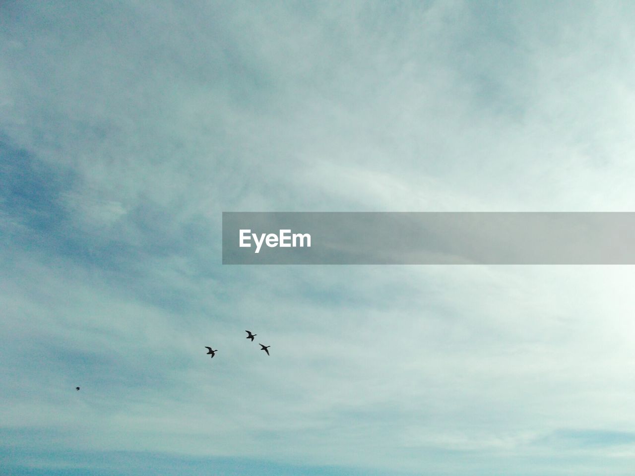 LOW ANGLE VIEW OF BIRD FLYING IN SKY