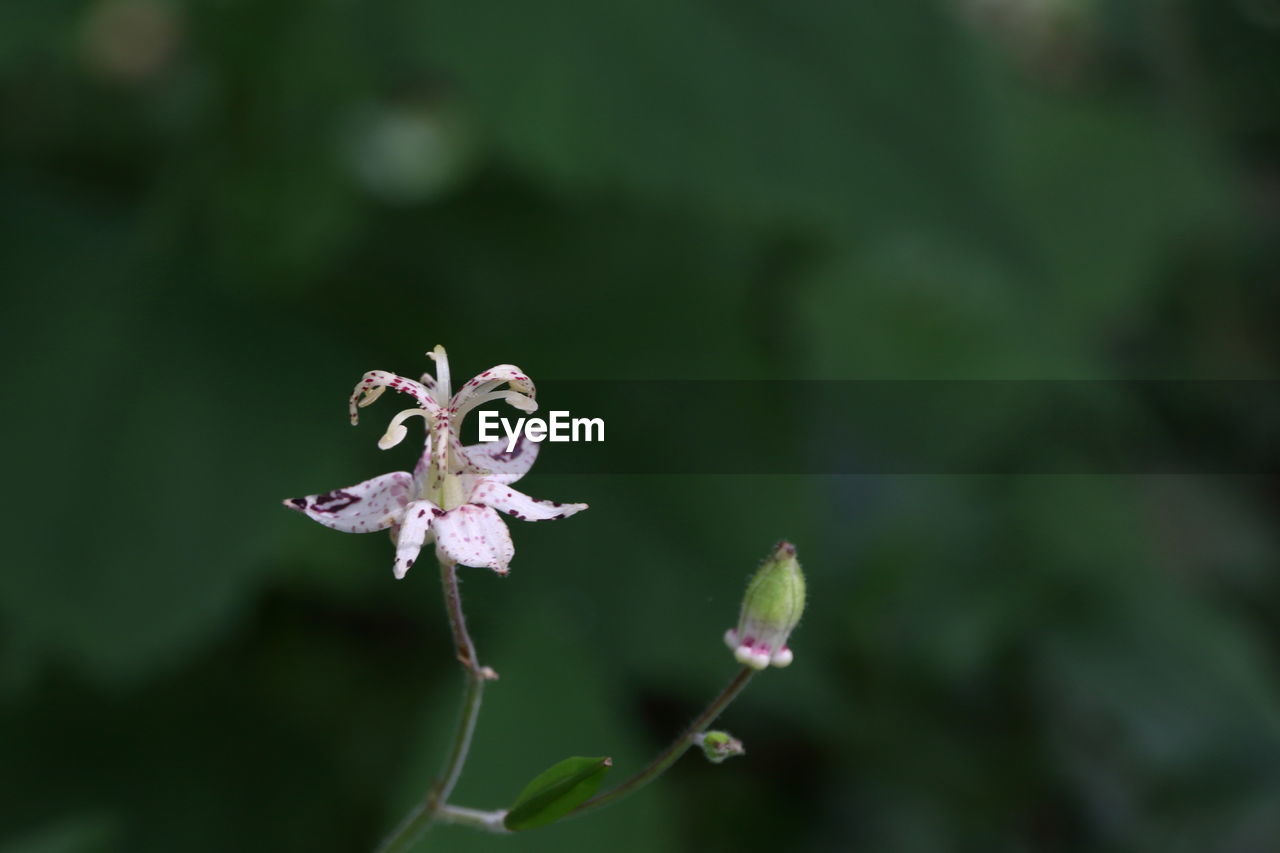 Close-up of flower against blurred background