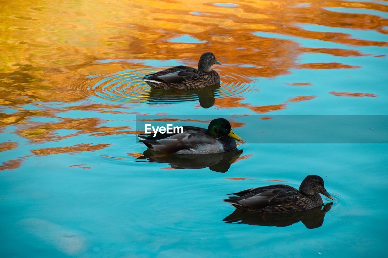 HIGH ANGLE VIEW OF MALLARD DUCKS SWIMMING ON LAKE