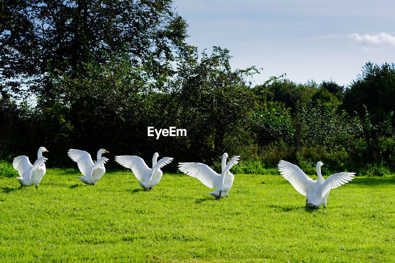 View of goose standing on grass