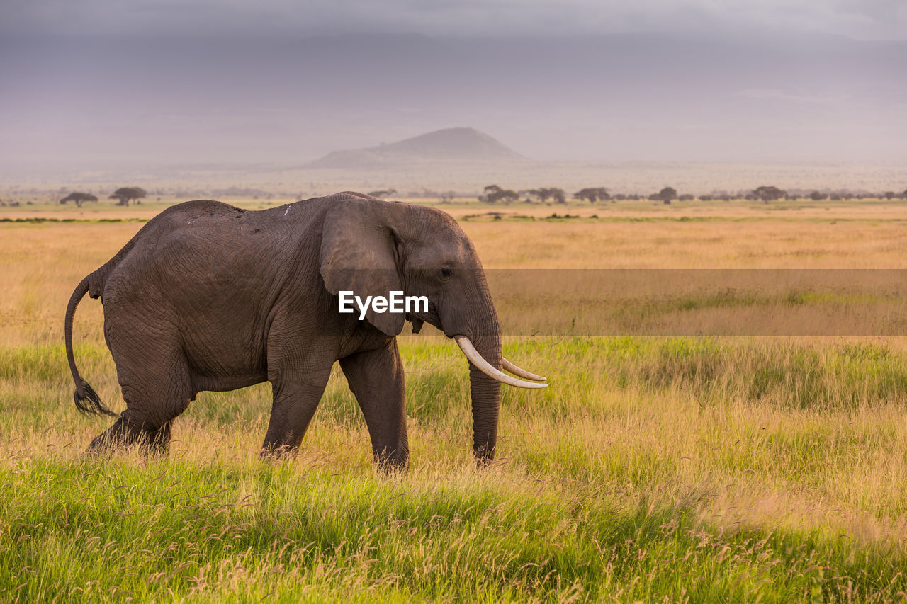 FULL LENGTH OF ELEPHANT WALKING IN FIELD