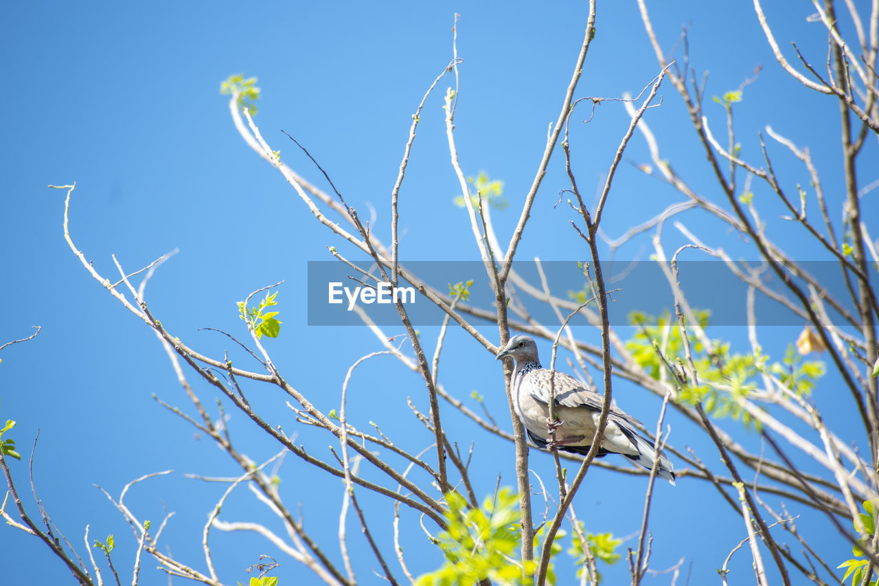 LOW ANGLE VIEW OF BIRD PERCHING ON BRANCH