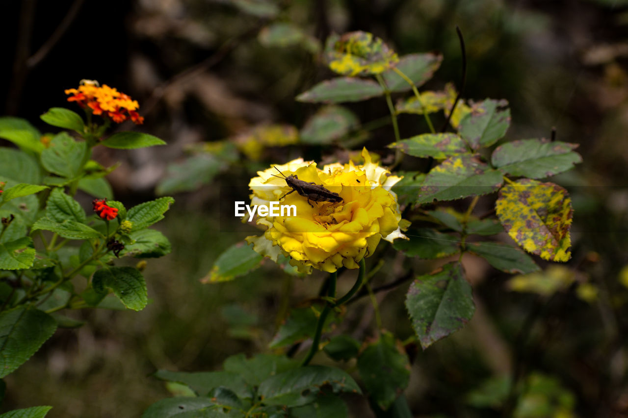 CLOSE-UP OF YELLOW FLOWER