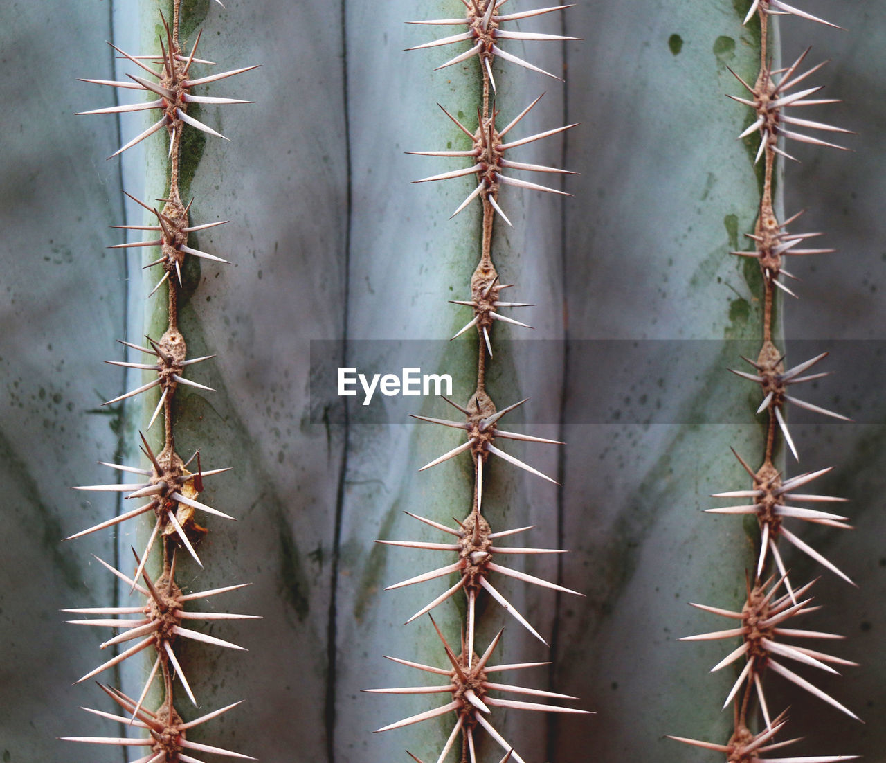 Full frame shot of cactus spikes details. natural background.