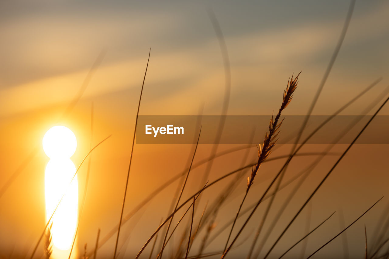 Coastal symphony. grass flourishing on baltic sands. grass at the baltic sea