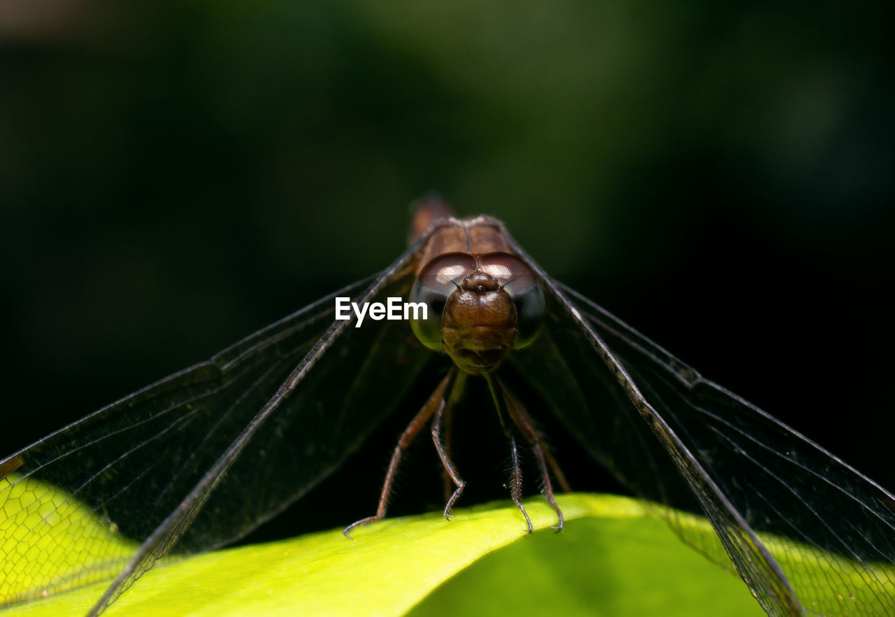 CLOSE-UP OF INSECT