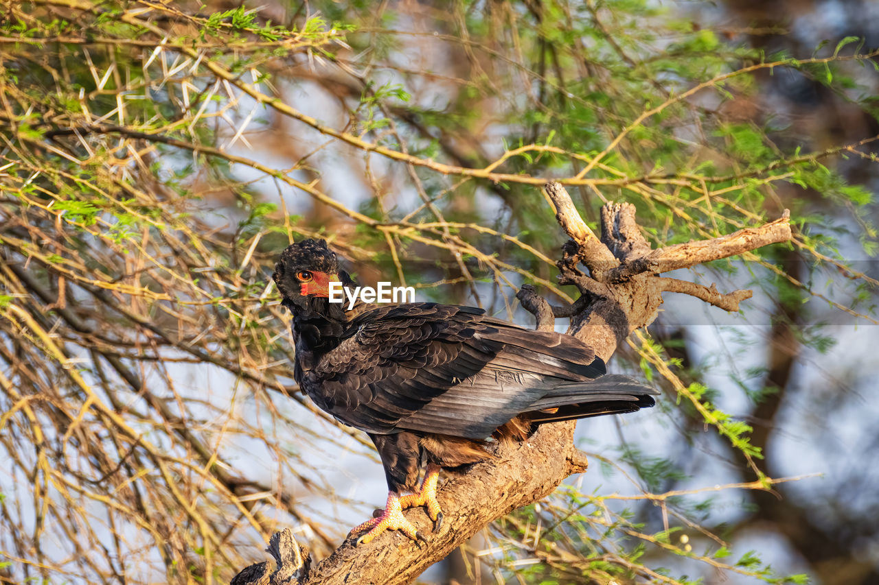 Bateleur eagle - terathopius ecaudatus - samburu national reserve, north kenya